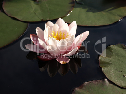 Water lily