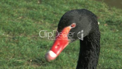 Head of Black Swan (cygnus atratus) extreme closeup