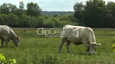 cows walking and grazing in green pasture