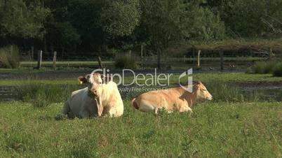 cow lying in marshland and chewing