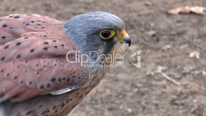 common kestrel (falco tinnunculus) profile closeup