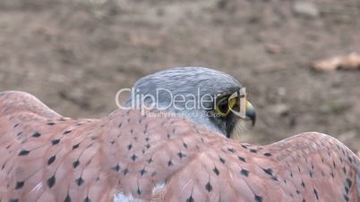 common kestrel (falco tinnunculus) turning and taking off closeup