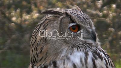 eagle owl (bubo bubo) closeup