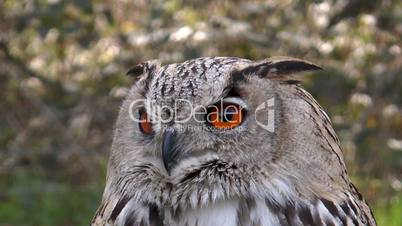 eagle owl (bubo bubo) closeup staring