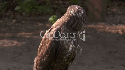 common buzzard (buteo buteo) being on the prowl