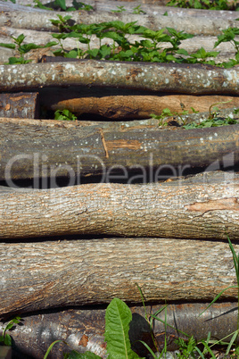 Heap of firewood logs