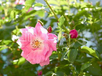 Rose flowering close-up