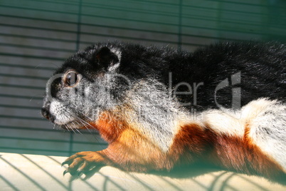 Prevost's squirrel