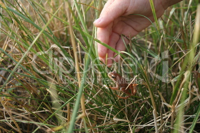 The frog on the grass