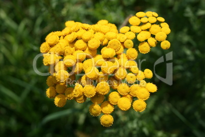 Yellow flower