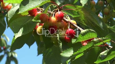 cherries ripening on cherry tree