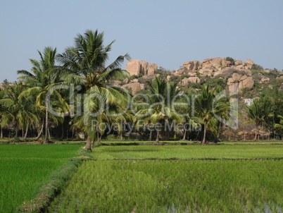 Rice fields, palms and granite mountain