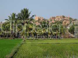 Rice fields, palms and granite mountain