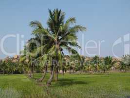 Palms and rice fields
