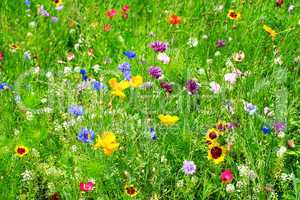 wild flowers