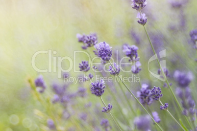 Lavendel