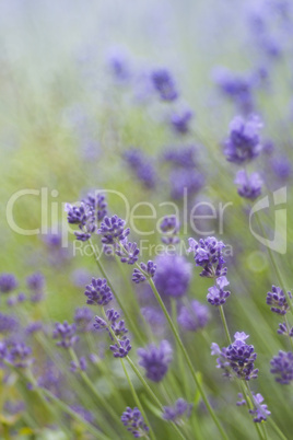 Lavendel