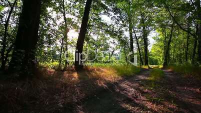 morning in the forest. the sun's rays pass through treesmorning in the forest. the sun's rays pass through trees
