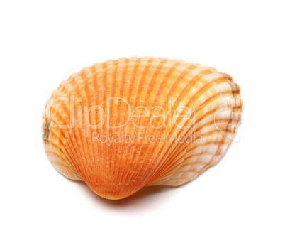 Seashell isolated on white background