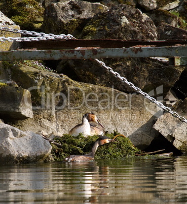 Crested grebe (podiceps cristatus) nest in rocks