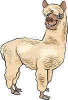 alpaca animal cartoon illustration
