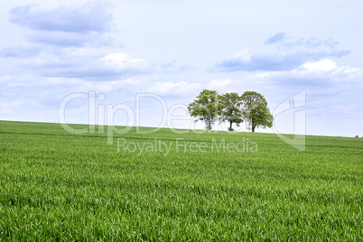 Field with three trees in spring