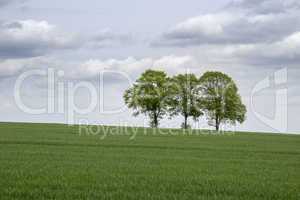 Field with three trees in spring