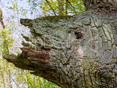 Trauben-Eiche (Quercus petraea)