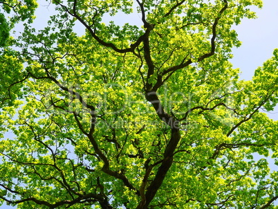 Trauben-Eiche (Quercus petraea)