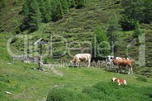 Kühe in den Alpen