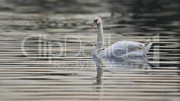 Schwan im Abendlicht