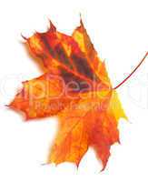 Autumn multicolor maple-leaf