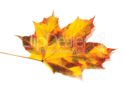 Yellowed autumn maple leaf on white background