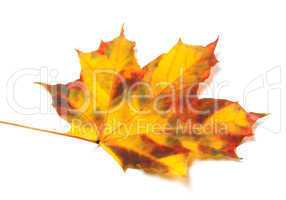 Yellowed autumn maple leaf on white background