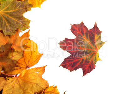 Autumn maple-leafs