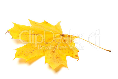 Autumn yellow maple leaf