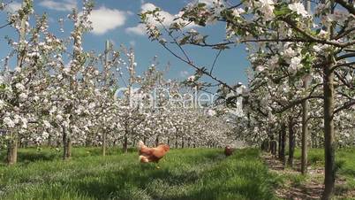 Blühende Apfelplantage mit Hühnern