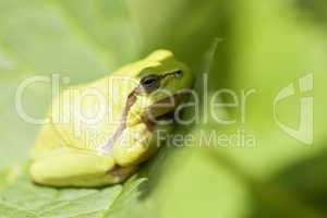 Europäische Laubfrosch - Hyla arborea