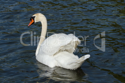 Mute swan (cygnus olor) with open wings