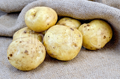 Potatoes yellow on burlap background
