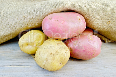Potatoes yellow and red with burlap on board