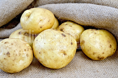 Potatoes yellow with burlap