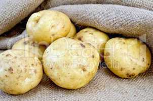 Potatoes yellow with burlap