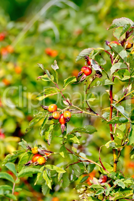 Rosehip berries on a bush