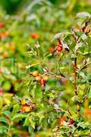 Rosehip berries on a bush