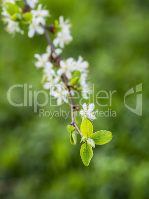 Blüten mit Blatt Bokeh