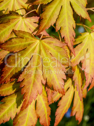 Herbst Blätter Hintergrund 2