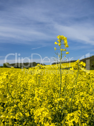 Rapsfeld Landschaft 1