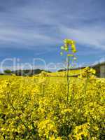 Rapsfeld Landschaft 1