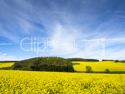 Rapsfeld Landschaft 3